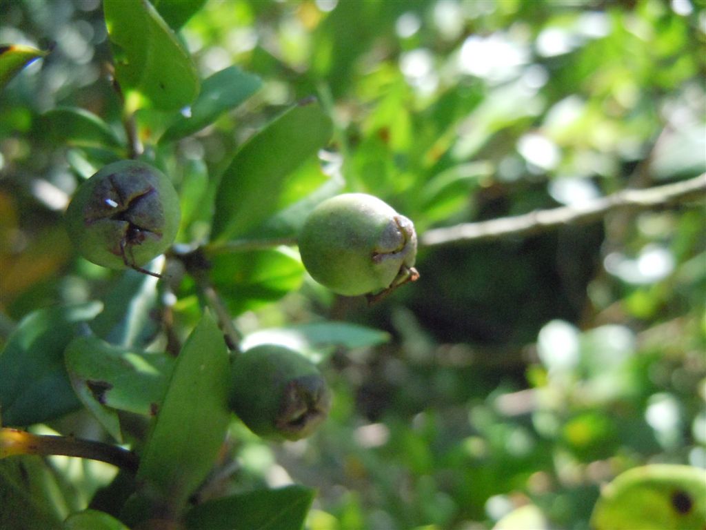 Myrtus communis